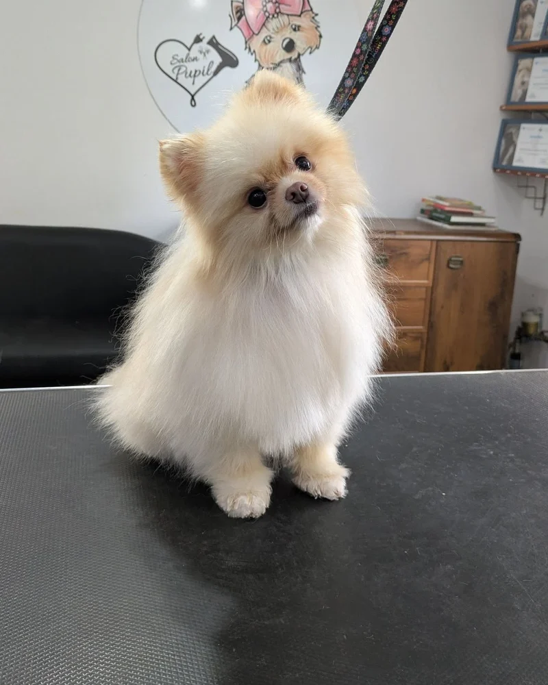 Pomeranian podczas pielęgnacji w Salonie Pupil